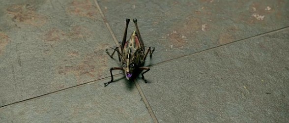 rapture_palooza_locust_suffer