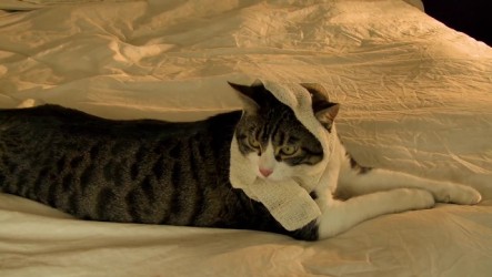 a_talking_cat_gauze
