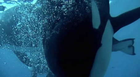 blackfish_closeup