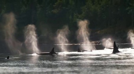 blackfish_in_the_wild