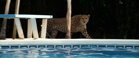 the_counselor_bitchin_cheetah