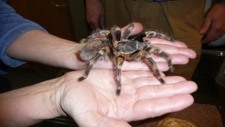 10419614_10202146938656824_9136852904002378561_n