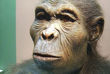 HomoHabilis1