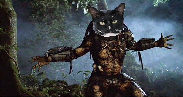 Confession Of A Cat Murderer