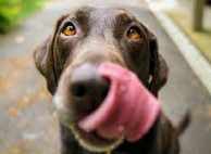 How Can CBD Help Your Stressed Dog?