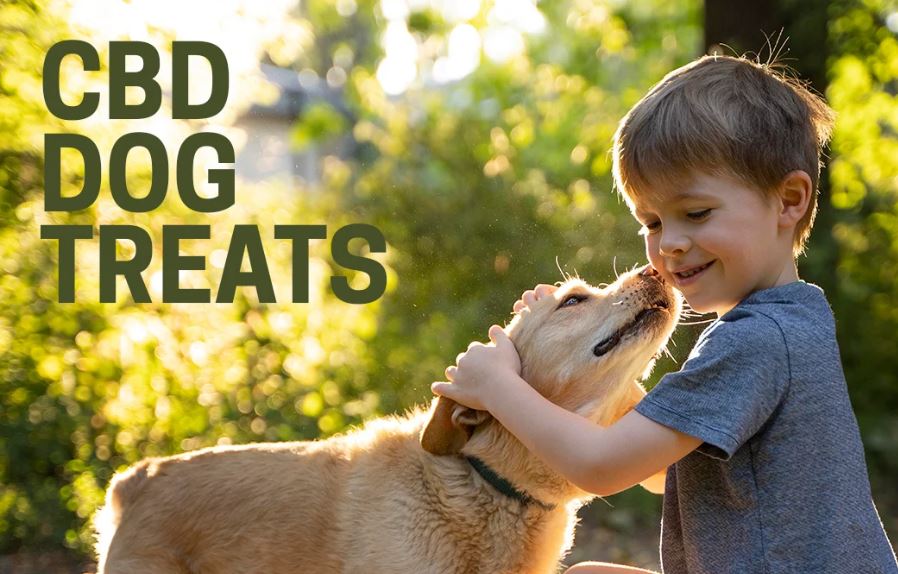 Everything You Need to Know About CBD Oil for Pets