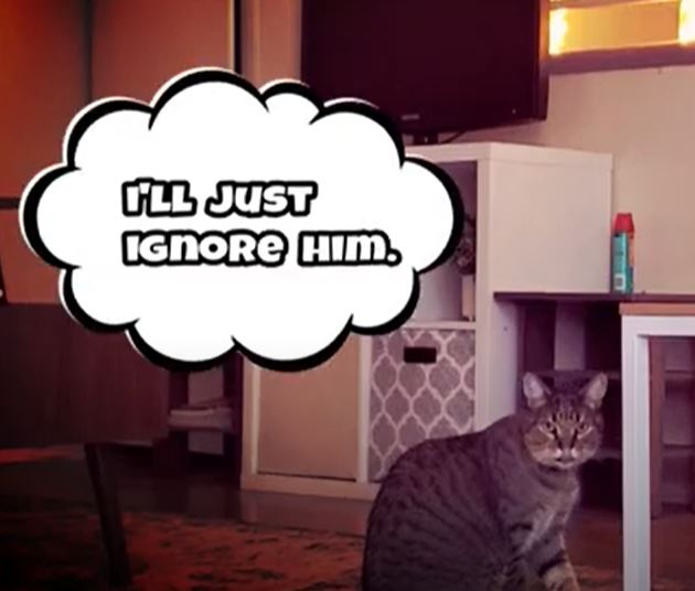 Nugget The Cat: Holiday Special