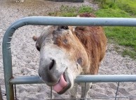 Big Hair T. and the Fence-Licking Donkey